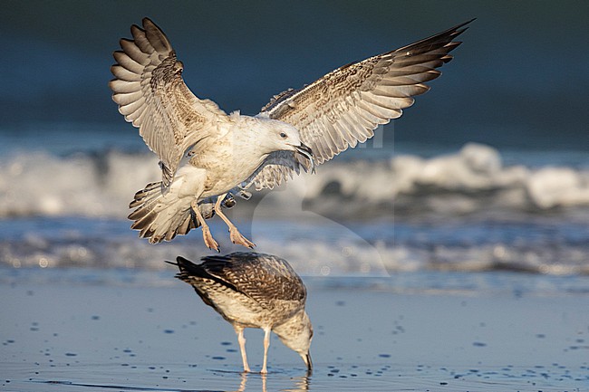 Yellow-legged Gull (Larus michahellis), side view of a juvenile landing with a fish in its bill, Campania, Italy stock-image by Agami/Saverio Gatto,