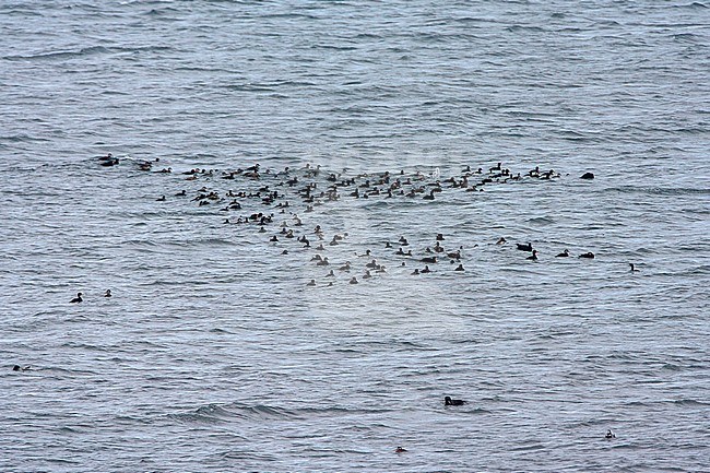 Wintering flock of Black Scoters (Melanitta americana) swimming offshore northern Hokkaido, Japan. stock-image by Agami/Marc Guyt,