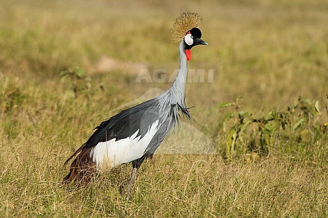 A Grey crowned crane, Balearica regulorum gibbericeps, in grass. Amboseli National Park, Kenya, Africa. stock-image by Agami/Sergio Pitamitz,