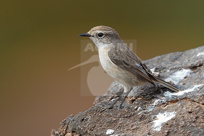 Canary Islands Chat; Saxicola dacotiae stock-image by Agami/Daniele Occhiato,