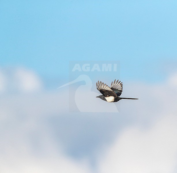 Eurasian Magpie (Pica pica) in Katwijk, Netherlands. stock-image by Agami/Marc Guyt,