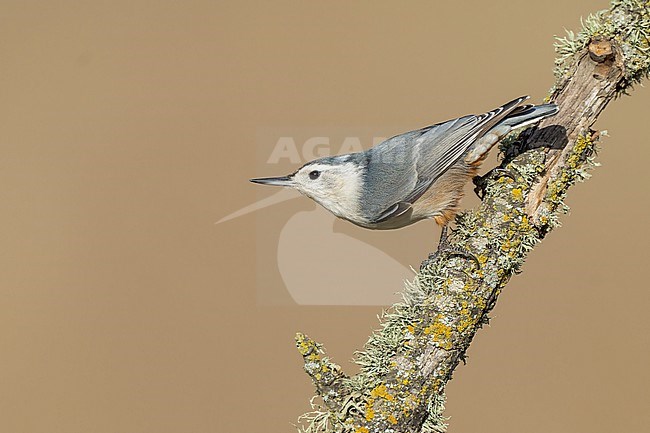 Adult female
Santa Barbara Co., CA
November 2022 stock-image by Agami/Brian E Small,