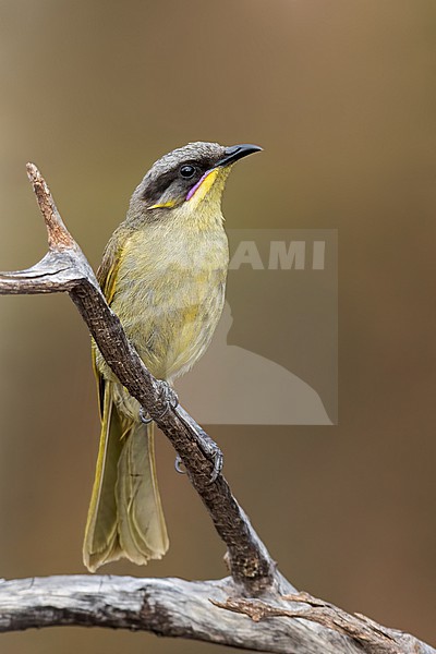 Purple-gaped Honeyeater (Lichenostomus cratitius) Perched on a branch in Australia stock-image by Agami/Dubi Shapiro,