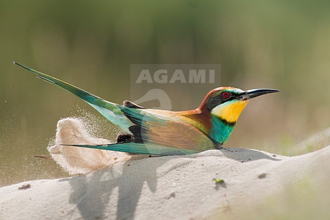 Bijeneter gravend; European Bee-eater digging stock-image by Agami/Bence Mate,