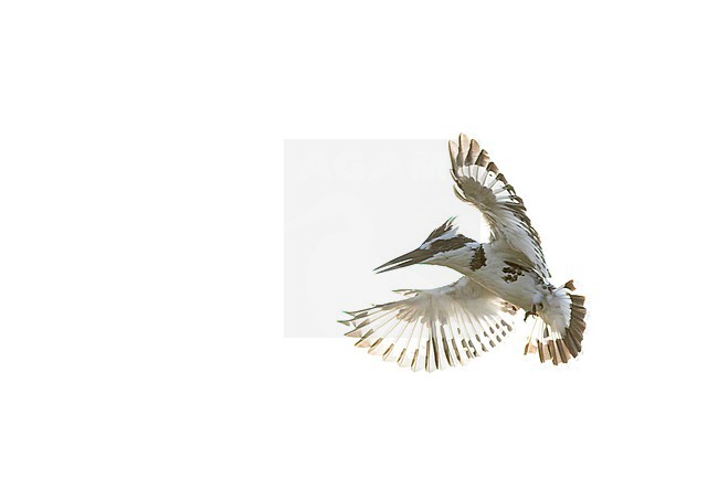 Pied Kingfisher (Ceryle rudis) in India. stock-image by Agami/Marc Guyt,