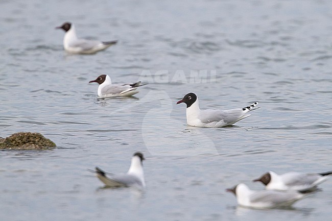 Hybrid Black-headed Gull x Mediterranean Gull (Larus ridibundus x melanocephalus), Germany, adult in breeding plumage. Swimming in a lake between other gulls. stock-image by Agami/Ralph Martin,