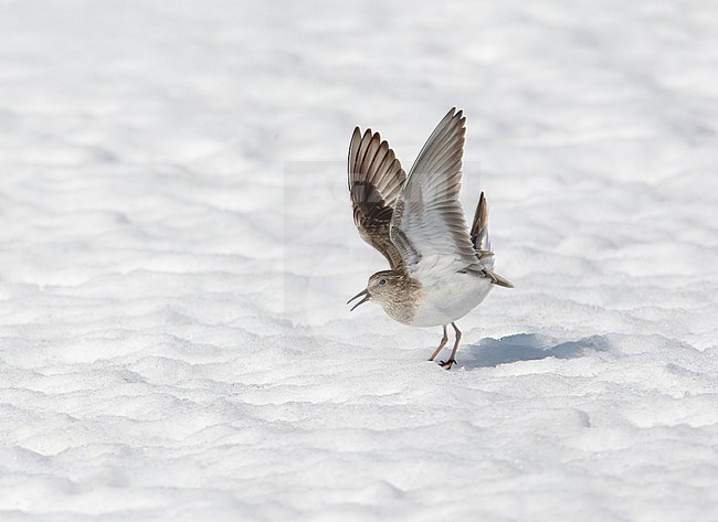 Temmincks Strandloper, Temminck's Stint, Calidris temminckii stock-image by Agami/Tomi Muukkonen,