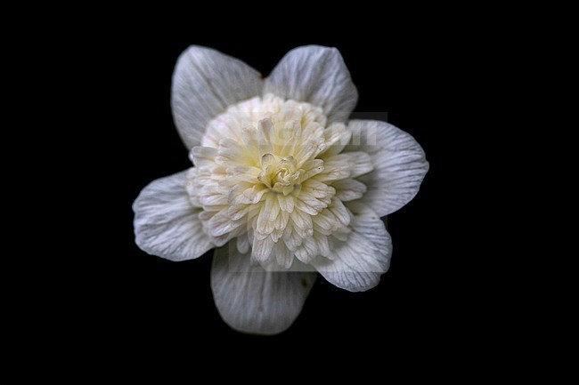 Double Windflower, Anemone nemorosa 'Vestal' stock-image by Agami/Wil Leurs,