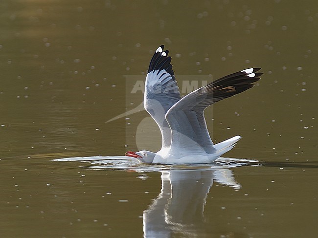 An adult Grey-headed Gull (Chroicocephalus cirrocephalus) swimming with wings raised. Gambia, Africa stock-image by Agami/Markku Rantala,