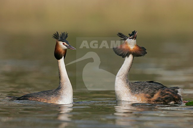 Futen baltsend; Great Crested Grebes displaying stock-image by Agami/Menno van Duijn,