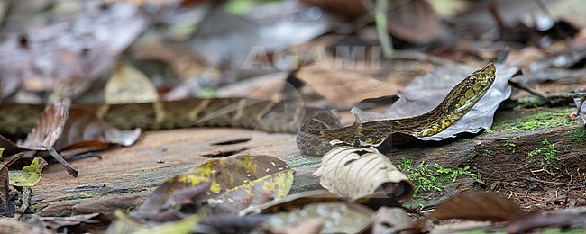 A Common Lancehead (Bothrops atrox) at Reserva Natural La Isla Escondida Orito, Putumayo, Colombia.  These are highly venomous snakes (vipers) that are relatively common.  Also known as fer-de-lance. stock-image by Agami/Tom Friedel,
