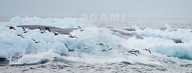 Groep Eiders in de vlucht; Flock of Common Eiders in flight stock-image by Agami/Markus Varesvuo,