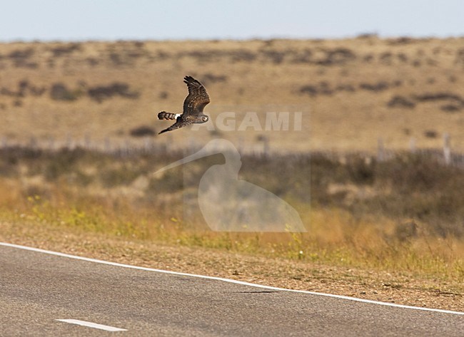 Grijze Kiekendief jagend langs de weg; Cinereous Harrier hunting on the road side stock-image by Agami/Marc Guyt,