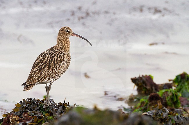 Eurasian Curlew, Numenius arquata foraging on weed and mussel covered rocks in wintering grounds at the north sea coast stock-image by Agami/Menno van Duijn,