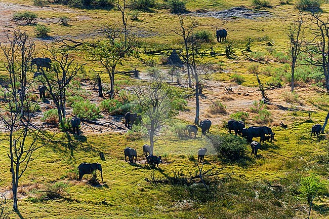 An aerial view of a herd of African elephants, Loxodonda africana. Okavango Delta, Botswana. stock-image by Agami/Sergio Pitamitz,
