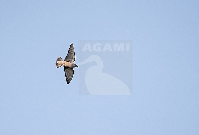 Ashy Woodswallow, Artamus fuscus, in Thailand. stock-image by Agami/Pete Morris,