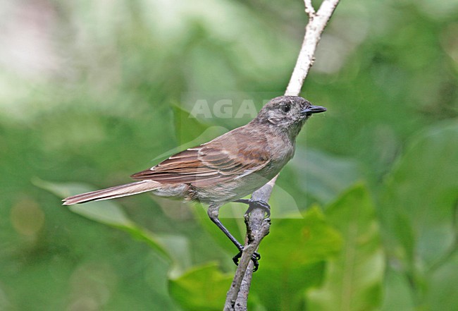 Vrouwtje Iphismonarch, Female Iphis Monarch stock-image by Agami/Pete Morris,