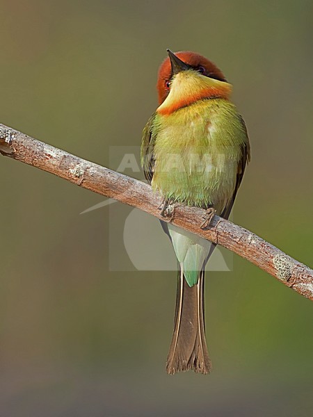 Bruinkopbijeneter zittend op tak, Chestnut-headed Bee-eater perched on branch stock-image by Agami/Alex Vargas,