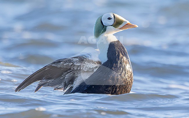Male Spectacled Eider (Somateria fischeri) stretching its wings before the coast of Texel, the Netherlands, with morning light from the side and back. stock-image by Agami/Lennart Verheuvel,