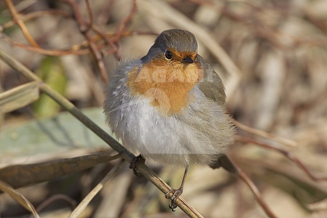 European Robin perched on a branch; Roodborst zittend op een tak stock-image by Agami/Daniele Occhiato,