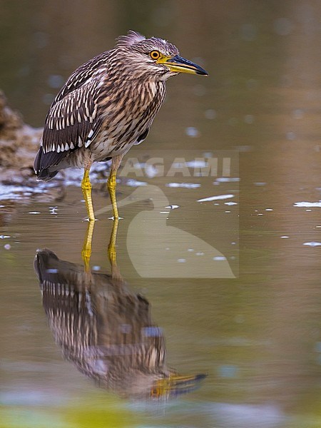 Juvenile Night Heron stock-image by Agami/Daniele Occhiato,