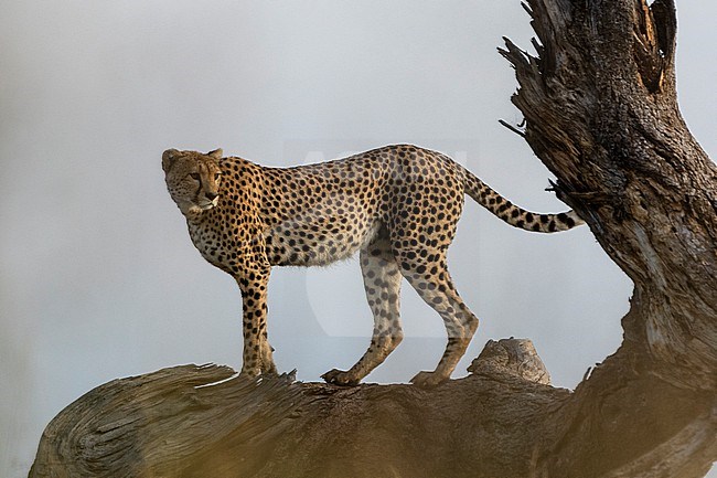 A cheetah, Acynonix jubatus, surveys the savannah from a dead tree. Seronera, Serengeti National Park, Tanzania stock-image by Agami/Sergio Pitamitz,