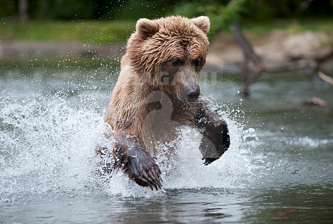 Kamtsjatkabeer vissend, Kamchatka Brown Bear fishing stock-image by Agami/Sergey Gorshkov,