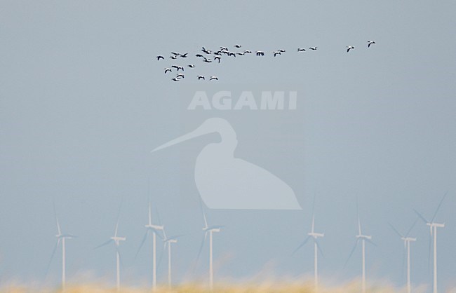 Groep Eiders in de vlucht; Flock of Common Eiders in flight stock-image by Agami/Markus Varesvuo,