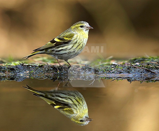 Female Eurasian Siskin (carduelis spinus) standing at water edge of a drinking pool in a Dutch woodland. stock-image by Agami/Walter Soestbergen,