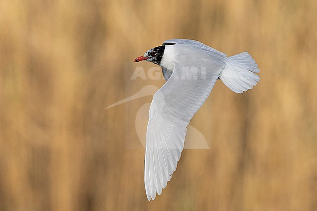 Mediterranean Gull (Ichthyaetus melanocephalus), side view of an adult in flight, Campania, Italy stock-image by Agami/Saverio Gatto,