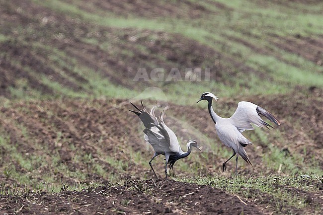Demoiselle Crane - Jungfernkranich - Anthropoides virgo, Russia (Baikal), adult, courtship display stock-image by Agami/Ralph Martin,