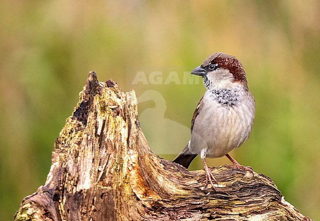 Adult male House Sparrow (Passer domesticus) perched in a pool stock-image by Agami/Roy de Haas,