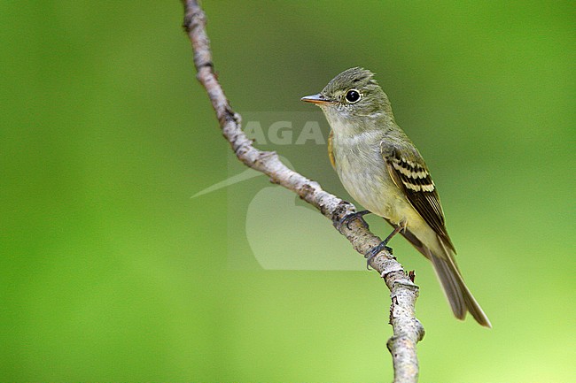 Adult
Summit Co., OH
May 2007 stock-image by Agami/Brian E Small,