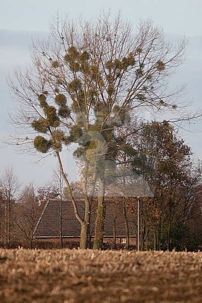 maretak, mistletoe stock-image by Agami/Arnold Meijer,