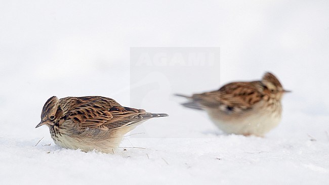 Wood Lark (Lullula arborea) UtÃ¶ Parainen Finland January 2016 stock-image by Agami/Markus Varesvuo,