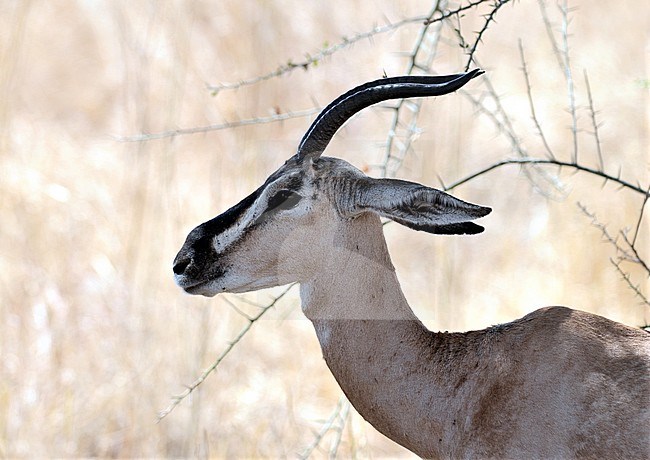 Soemmerring's gazelle (Nanger soemmerringii) in Ethiopia. stock-image by Agami/Laurens Steijn,