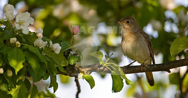Thrush Nightingale male perched; Noordse Nachtegaal man zittend stock-image by Agami/Markus Varesvuo,