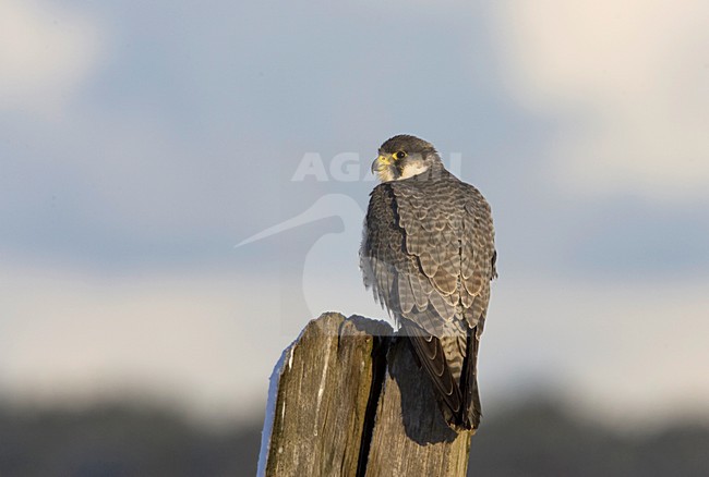 Slechtvalk volwassen zittend; Peregrine Falcon adult perched stock-image by Agami/Arie Ouwerkerk,