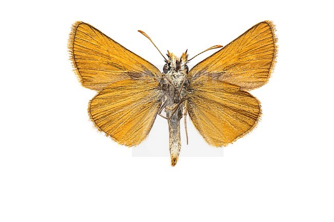 Lulworth Skipper, Thymelicus acteon stock-image by Agami/Wil Leurs,