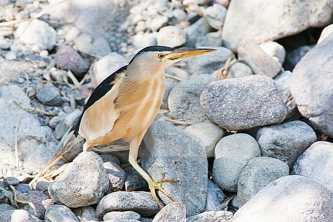 Little Bittern (Ixobrychus minutus) during spring migration on the island of Lesbos, Greece. Male walking cautiously over rocks in a river bed to some small rain water pools. stock-image by Agami/Marc Guyt,