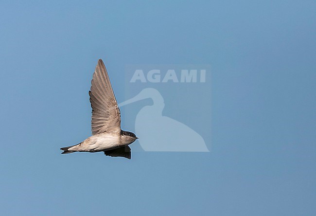 Autumn plumaged Common House Martin, Delichon urbicum, in Spain. Seen from below. stock-image by Agami/Marc Guyt,