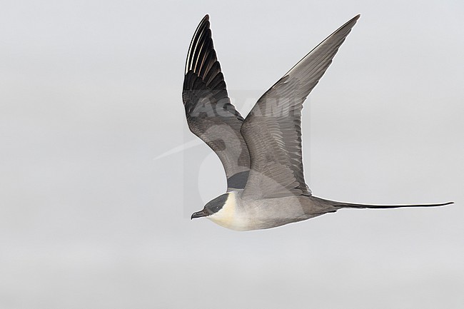 Long-tailed Jaeger (Stercorarius longicaudus), side view of an adult in flight, Finnmark, Norway stock-image by Agami/Saverio Gatto,