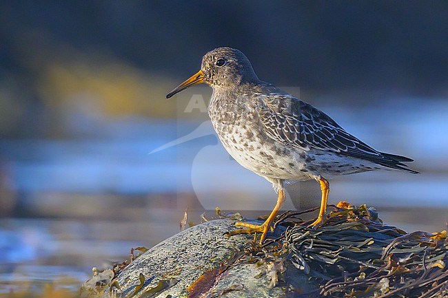 Purple sandpiper (Calidris maritima) standing on a rock, with the beach as background. stock-image by Agami/Sylvain Reyt,