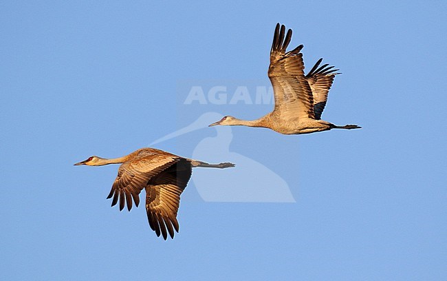 Sandhill Crane (Grus canadensis) in Alaska, United States. Two cranes in flight. stock-image by Agami/Dani Lopez-Velasco,