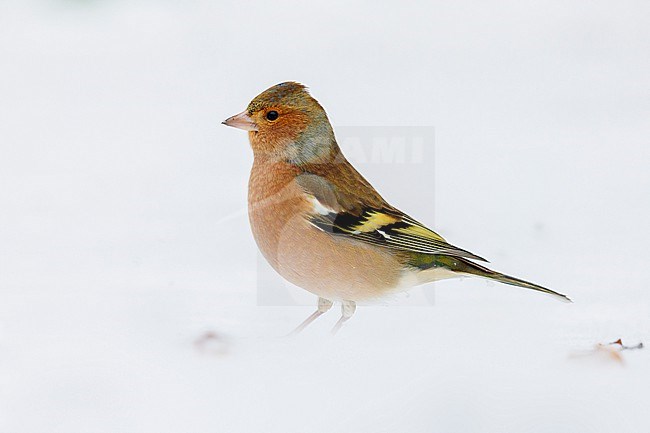 Common Chaffinch (Fringilla coelebs), side view of an adult male in winter plumage standing on the snow, Campania, Italy stock-image by Agami/Saverio Gatto,
