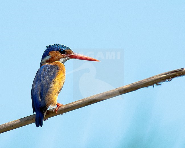 Malachite Kingfisher (Alcedo cristata) perched on a branch in Lake Mabamba (Uganda) stock-image by Agami/Roy de Haas,