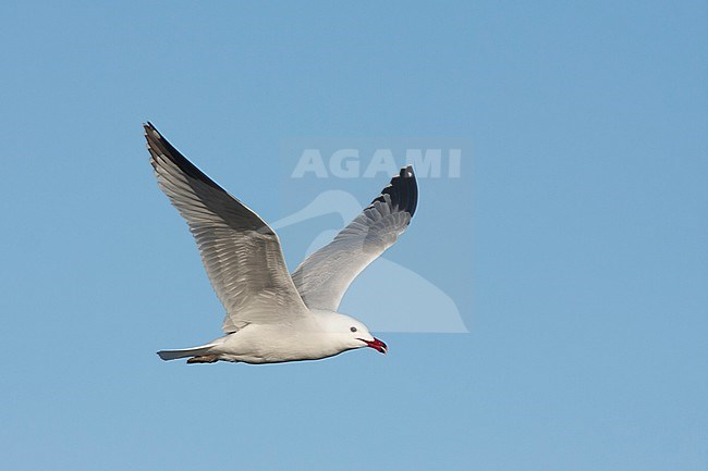 Audouins Meeuw, Audouin's Gull; Ichthyaetus audouinii, Spain (Mallorca), adult stock-image by Agami/Ralph Martin,