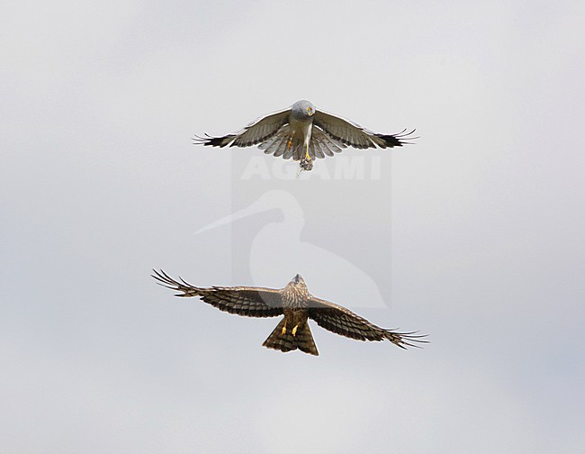 Baltsend paartje Blauwe Kiekendief; Hen Harrier pair displaying stock-image by Agami/Arie Ouwerkerk,