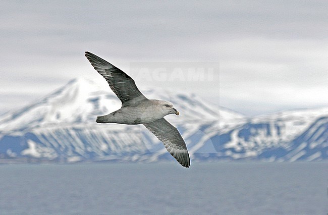 Northern Fulmar (Fulmarus glacialis) in flight off Spitsbergen, arctic Norway. stock-image by Agami/Pete Morris,