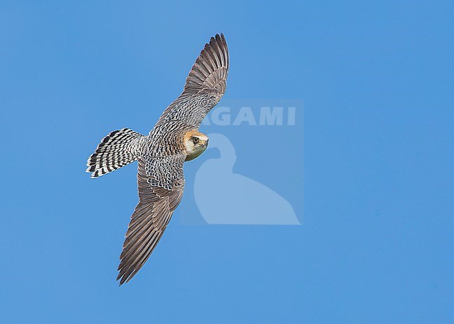 Red-footed falcon (Falco vespertinus) on the hunt for Common cockchafers (Melolontha melolontha). Female Red-footed Falcon, second calenderyear (2cy/2kj). About to turn, showing upperwing and tail. stock-image by Agami/Lennart Verheuvel,
